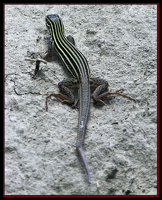 Texas Spotted Whiptail - Cibolo Nature Area - Boerne, Texas