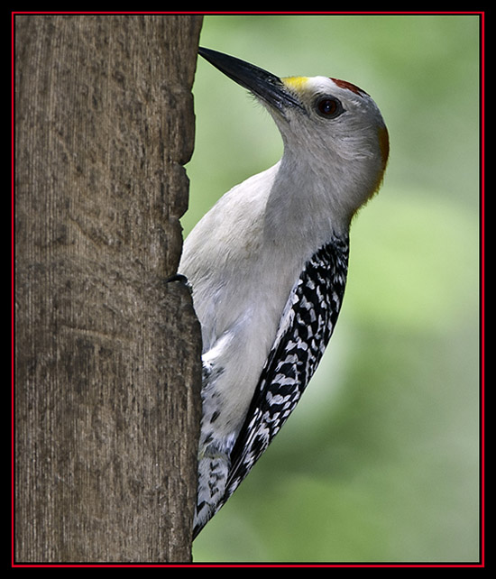 Golden-fronted Woodpecker - Cibolo Nature Area - Boerne, Texas