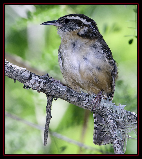 Carolina Wren - Cibolo Nature Area - Boerne, Texas