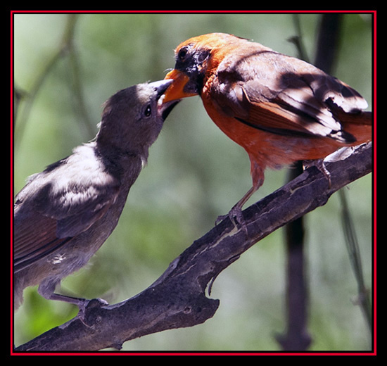 Cardinal Exchange - Cibolo Nature Area - Boerne, Texas