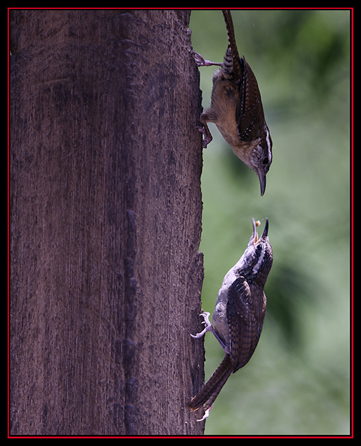 Wren Exchange - Cibolo Nature Area - Boerne, Texas