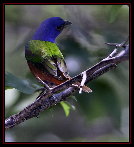 Painted Bunting - Cibolo Nature Area - Boerne, Texas