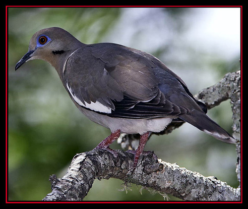 White-winged Dove - Boerne, Texas