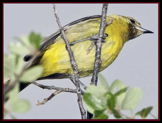 Orchard Oriole - Enchanted Rock State Natural Area - Fredericksburg, Texas