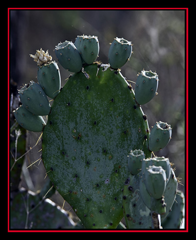 Cactus View - Enchanted Rock State Natural Area Views