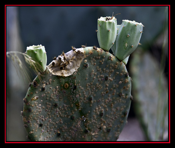 Cactus and Insect - Enchanted Rock State Natural Area Views