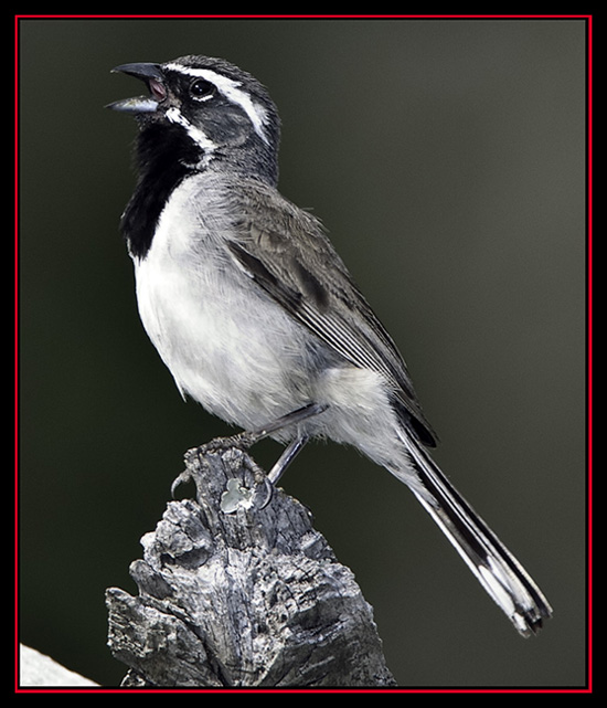 Black-throated Sparrow - Enchanted Rock State Natural Area - Fredericksburg, Texas