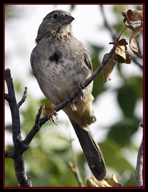 Canyon Towhee - Enchanted Rock State Natural Area - Fredericksburg, Texas