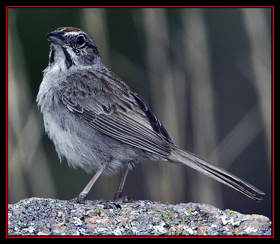 Rufous-crowned Sparrow - Enchanted Rock State Natural Area - Fredericksburg, Texas