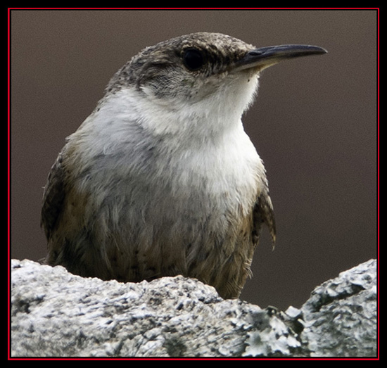 Canyon Wren - Enchanted Rock State Natural Area - Fredericksburg, Texas