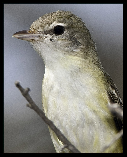 Bell's Vireo - Enchanted Rock State Natural Area - Fredericksburg, Texas