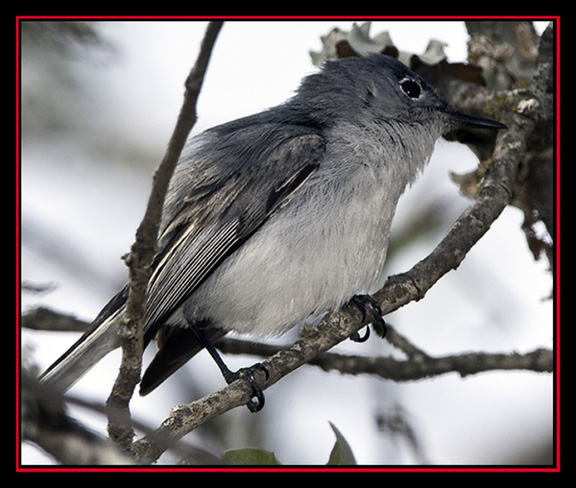 Blue-gray Gnatcatcher - Enchanted Rock State Natural Area Views