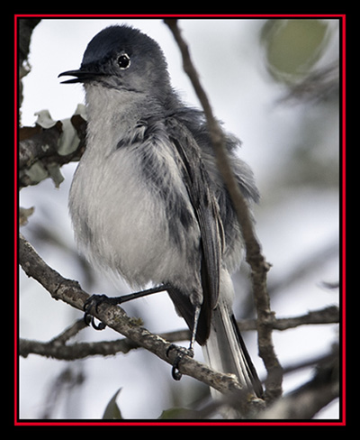 Blue-gray Gnatcatcher - Enchanted Rock State Natural Area Views