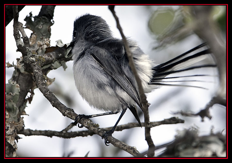 Blue-gray Gnatcatcher - Enchanted Rock State Natural Area Views