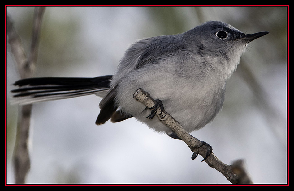 Blue-gray Gnatcatcher - Enchanted Rock State Natural Area Views