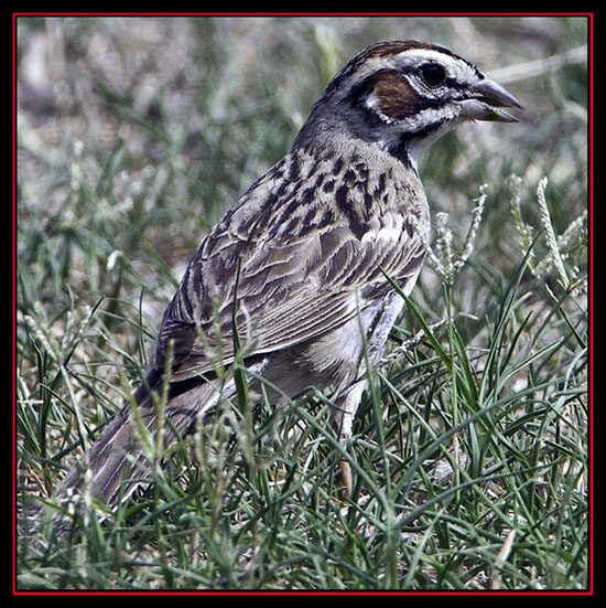 Lark Sparrow - Enchanted Rock State Natural Area - Fredericksburg, Texas