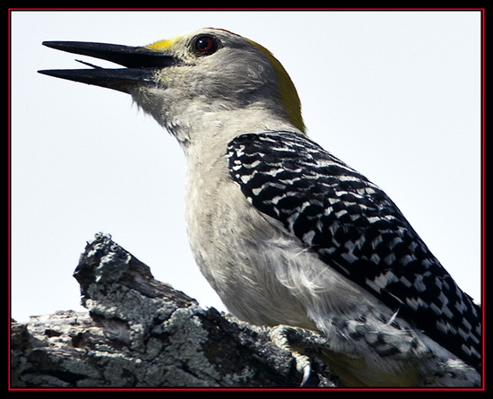 Golden-fronted Woodpecker - Enchanted Rock State Natural Area - Fredericksburg, Texas