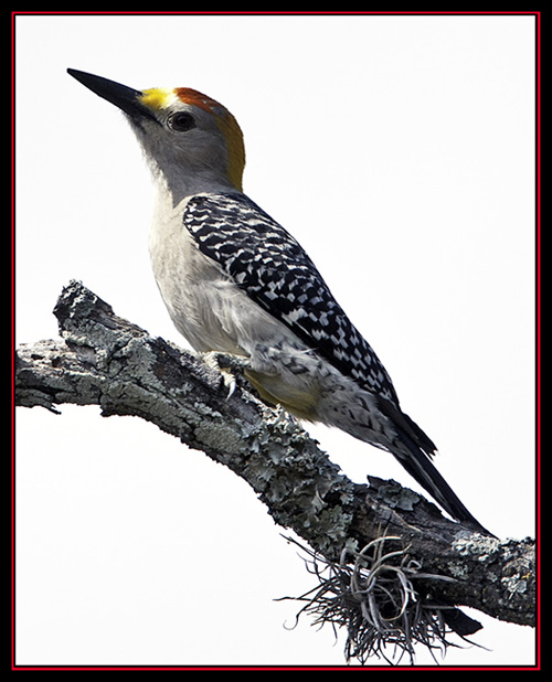 Golden-fronted Woodpecker - Enchanted Rock State Natural Area Views