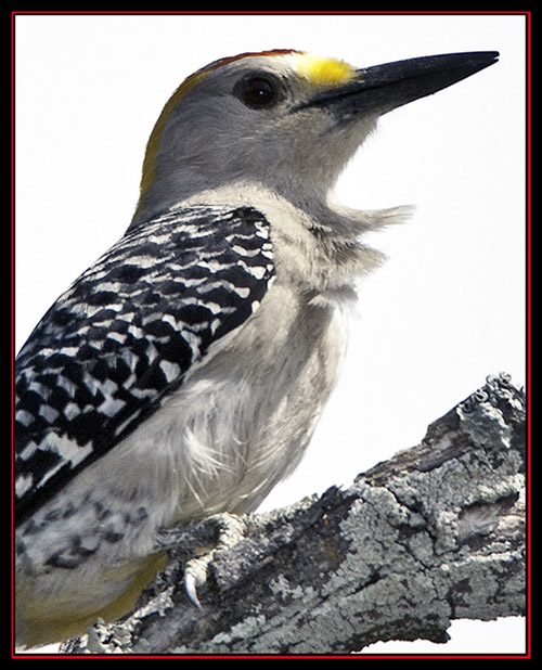 Golden-fronted Woodpecker - Enchanted Rock State Natural Area Views