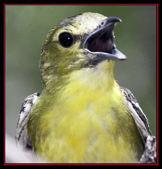 Yellow-throated Vireo - Enchanted Rock State Natural Area - Fredericksburg, Texas