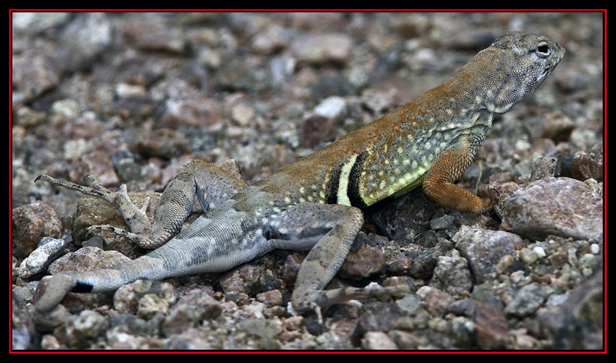 Greater Earless Lizard - Enchanted Rock State Natural Area Views