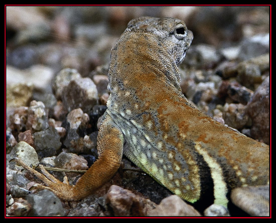 Greater Earless Lizard - Enchanted Rock State Natural Area - Fredericksburg, Texas