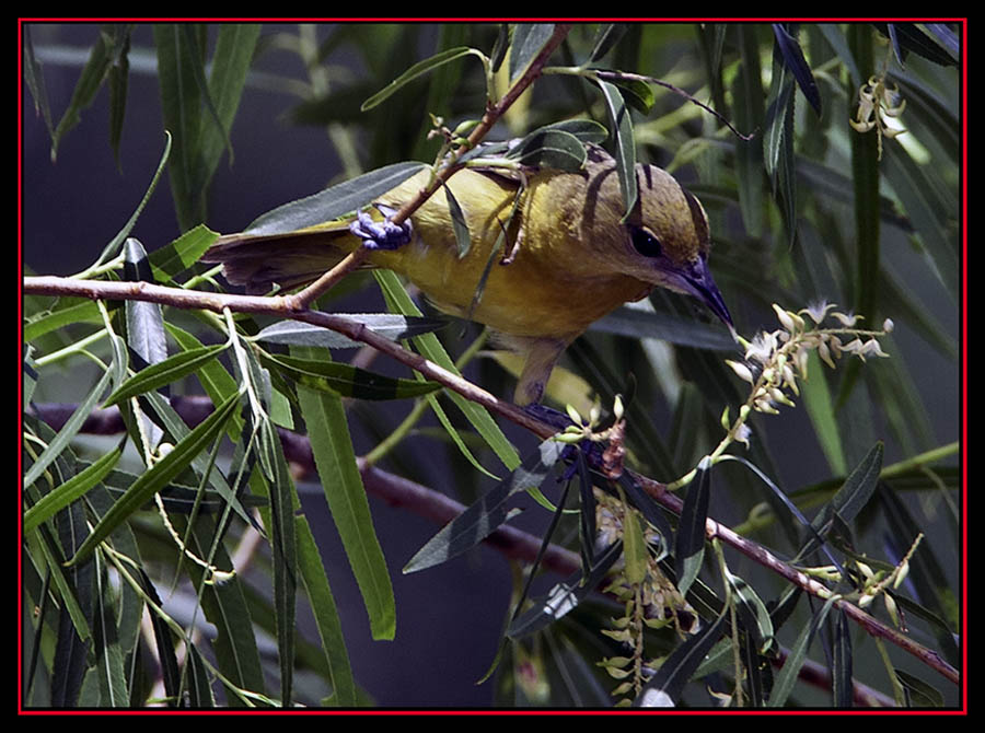 Orchard Oriole - Enchanted Rock State Natural Area Views