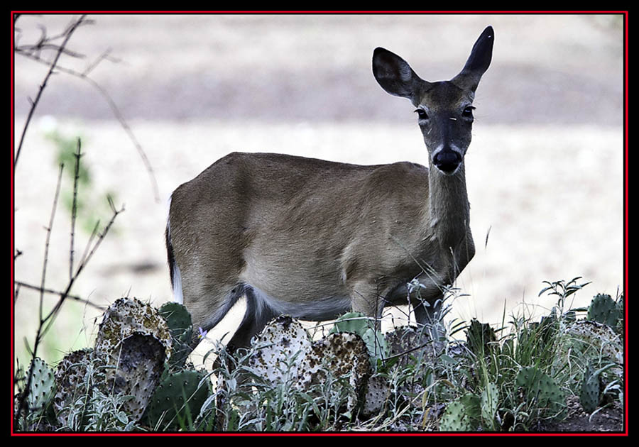 White-tailed Deer - Enchanted Rock State Natural Area