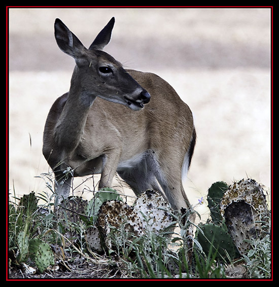 White-tailed Deer - Enchanted Rock State Natural Area