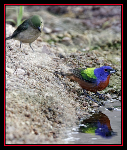 Painted Buntings - Enchanted Rock State Natural Area