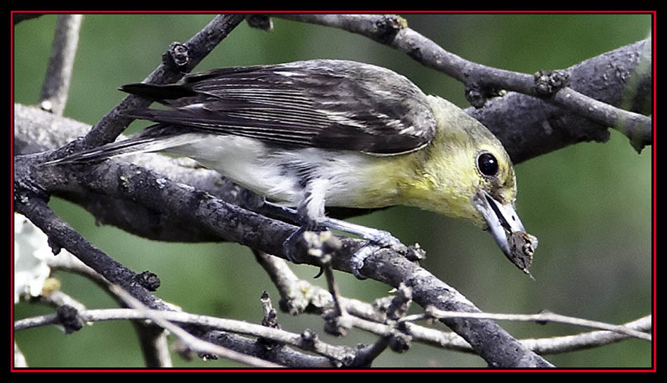 Yellow-throated Vireo - Enchanted Rock State Natural Area