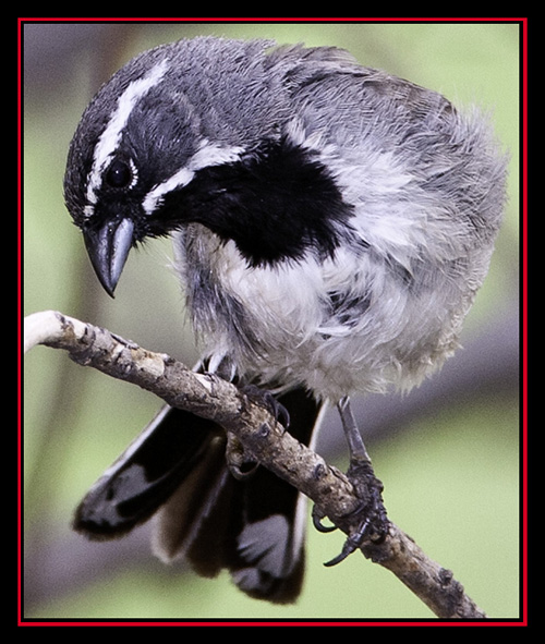 Black-throated Sparrow - Enchanted Rock State Natural Area