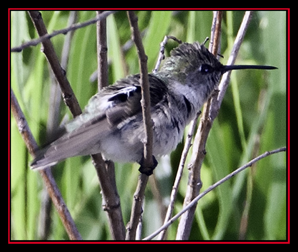 Black-chinned Hummingbird - Enchanted Rock State Natural Area