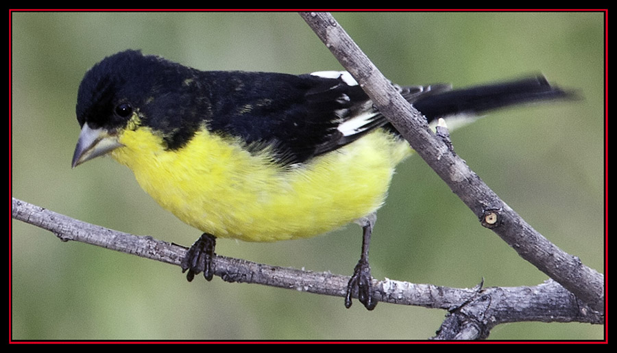 Lesser Goldfinch - Enchanted Rock State Natural Area