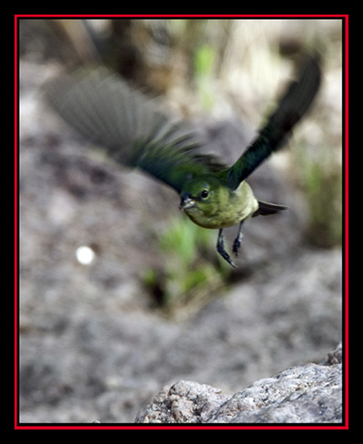 Painted Bunting - Enchanted Rock State Natural Area