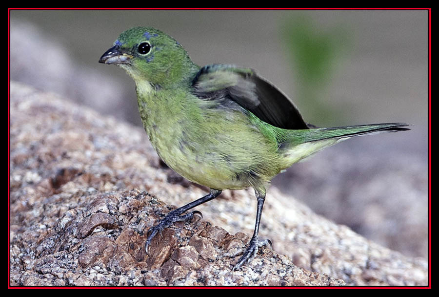 Painted Bunting - Enchanted Rock State Natural Area