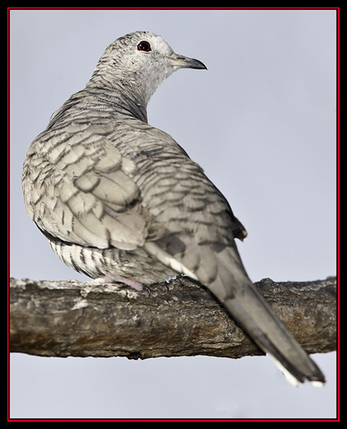 Inca Dove - Enchanted Rock State Natural Area