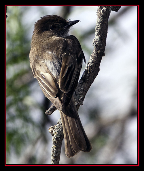 Eastern Phoebe - Enchanted Rock State Natural Area