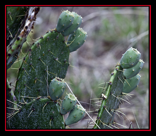 Cactus Detail - Enchanted Rock State Natural Area
