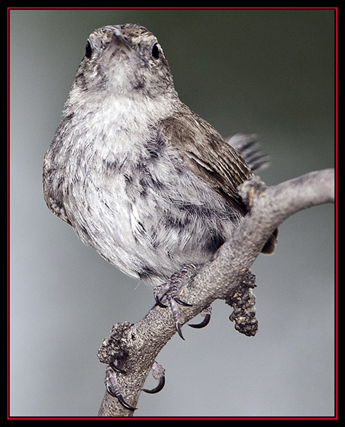 Bewick's Wren - Enchanted Rock State Natural Area