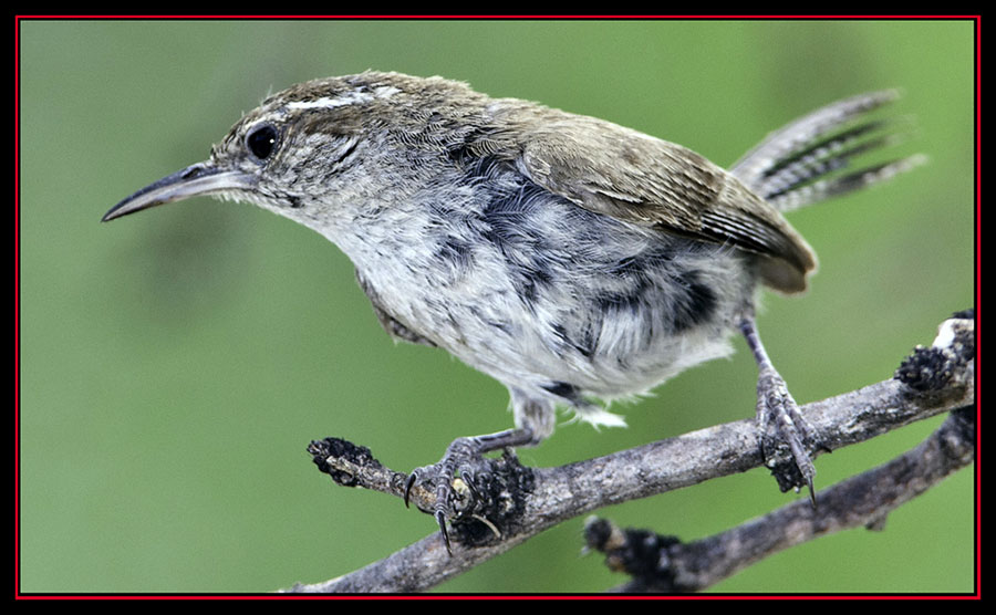 Bewick's Wren - Enchanted Rock State Natural Area