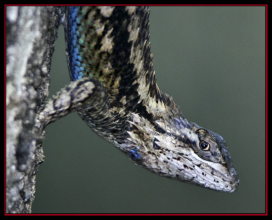 Western Fence Lizard - Friedrich Wilderness Park - San Antonio, Texas