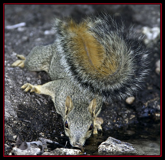 Squirrel trying to Beat the Heat - Friedrich Wilderness Park - San Antonio, Texas