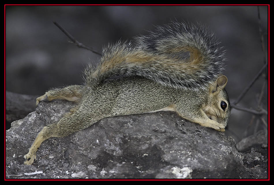 Squirrel trying to Beat the Heat - Friedrich Wilderness Park - San Antonio, Texas