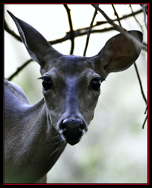 Deer at Friedrich Wilderness Park - San Antonio, Texas