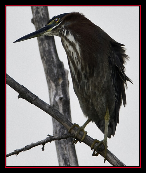 Green Heron - Lost Maples Store - Vanderpool, Texas