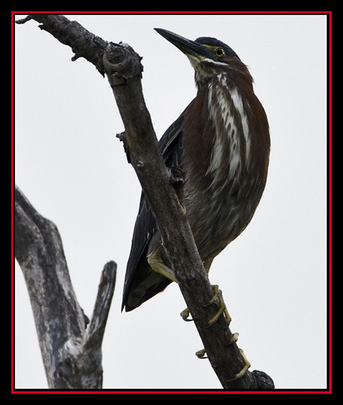 Green Heron - Lost Maples Store - Vanderpool, Texas