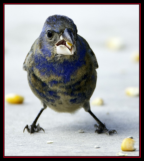 First Summer Blue Grosbeak - Lost Maples Store - Vanderpool, Texas