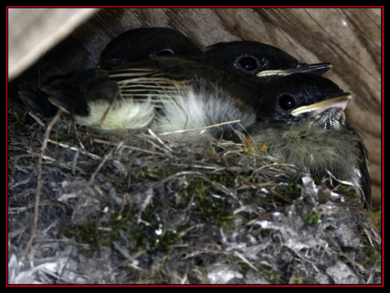 Linda's Eastern Phoebe Chicks - Lost Maples Store - Vanderpool, Texas