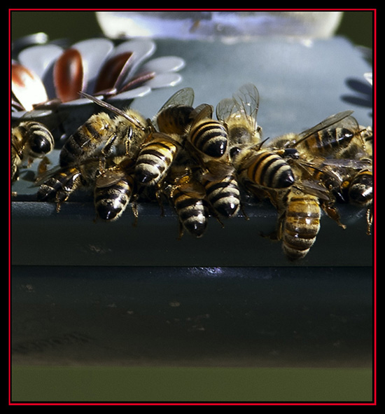 Bees on the Hummingbird Feeder - Lost Maples State Natural Area - Vanderpool, Texas